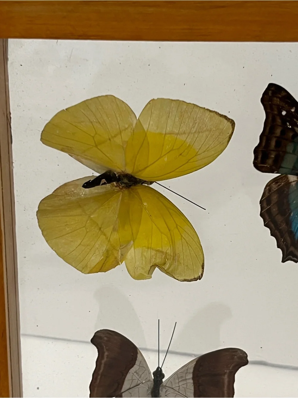 Rare 5 Real Butterflies in Wooden Box Between Glasses Wall Hanging 7.75”-6.75”